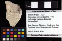 Foto (Objket + Etiketten) von Longodromites sp. 